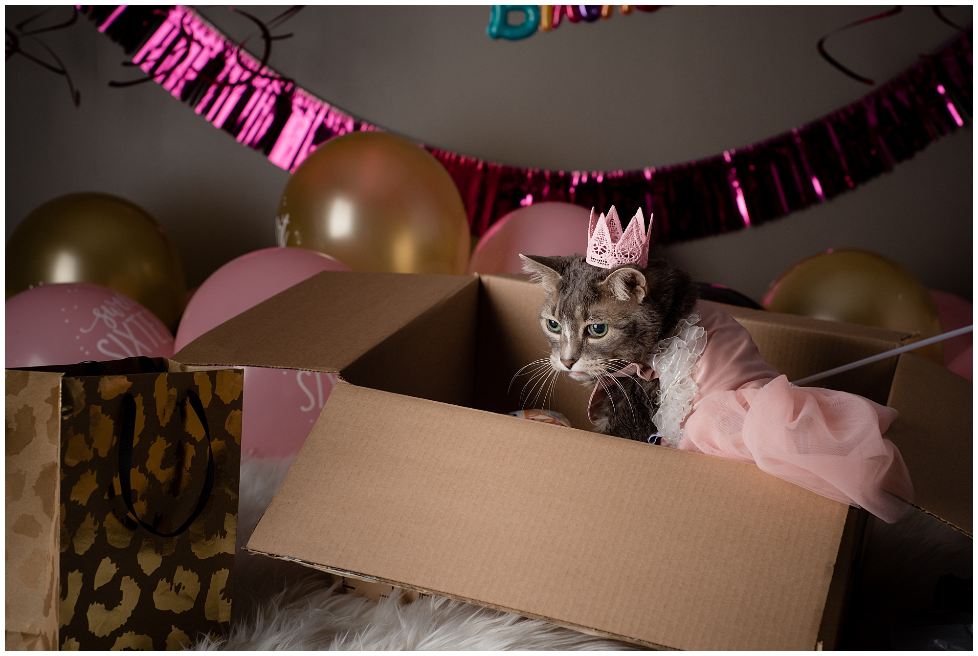 a sweet sixteen birthday cat in a pink dress sitting in a box